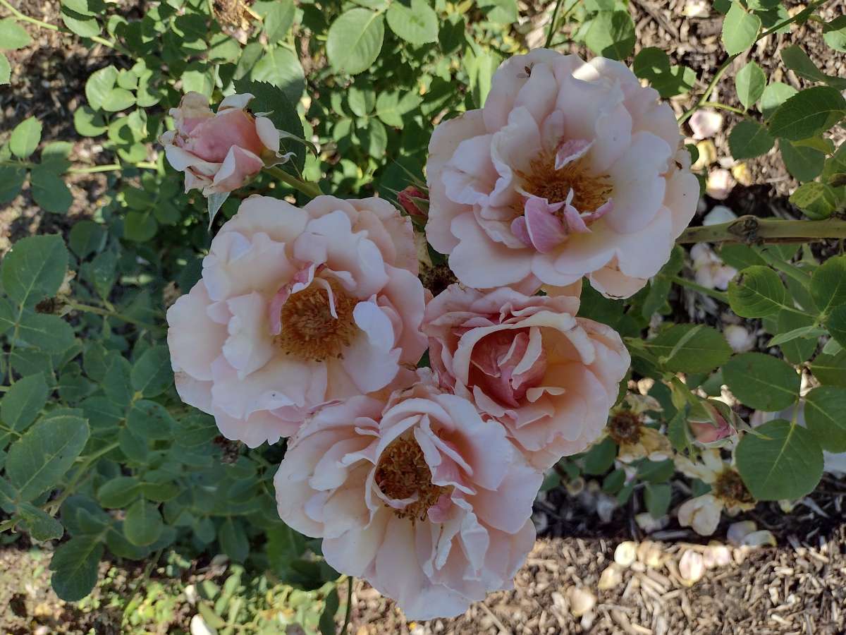 Dr. Buck Rose 'Pearlie Mae' - a peach to pink flower in partial shade