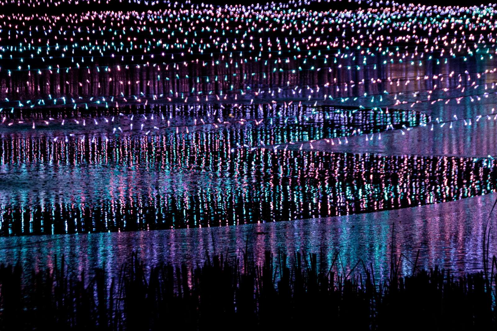 pink, purple, and white lights twinkle and reflect against the black night waters of Lake Helen.