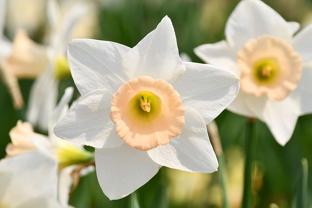 Close Ups - White Daffodils with Green Leaves 