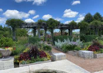 Pergola located along the north side of the rose garden.