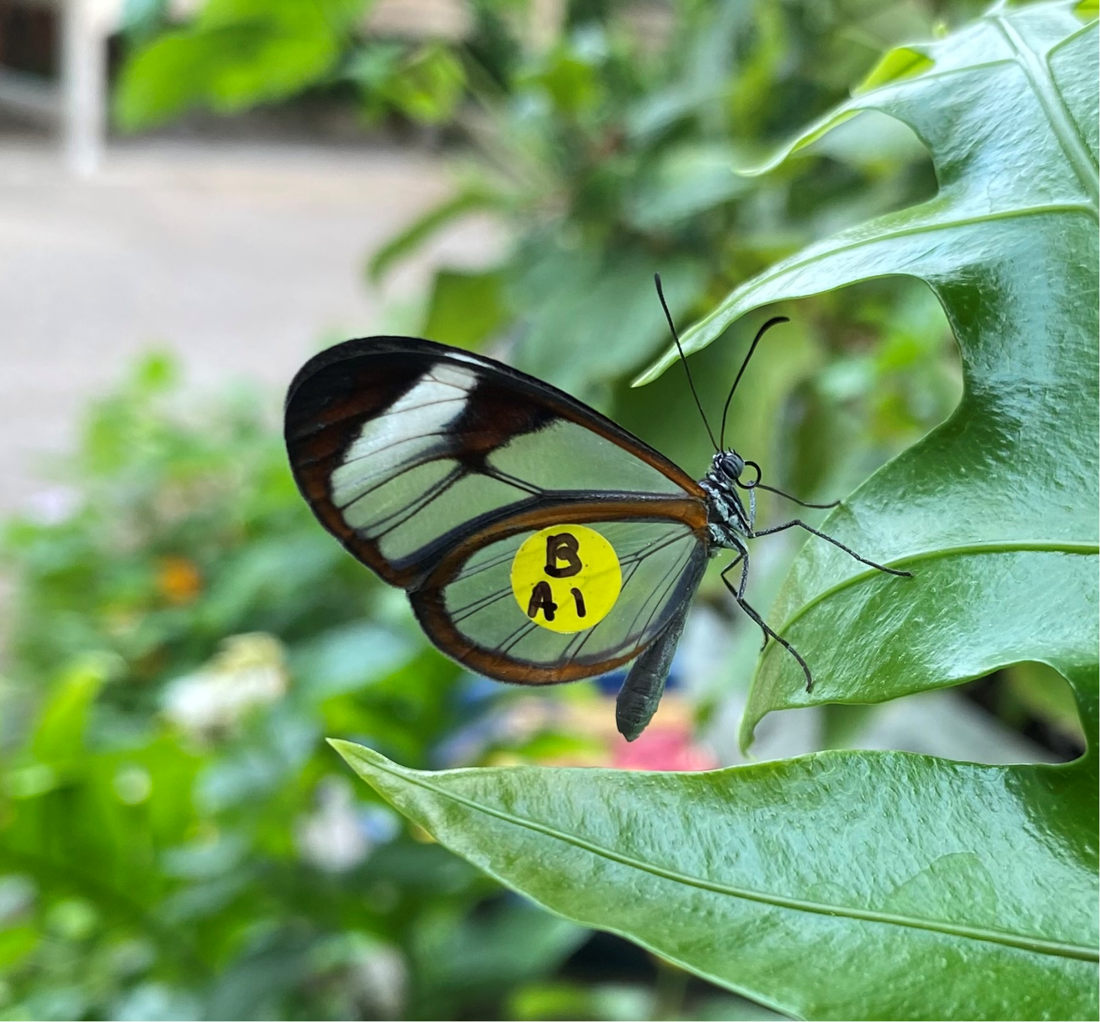 Glasswing Butterfly at Reiman Gardens