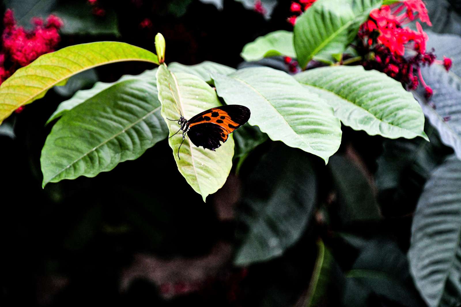 Butterfly in Butterfly Wing at Reiman Gardens