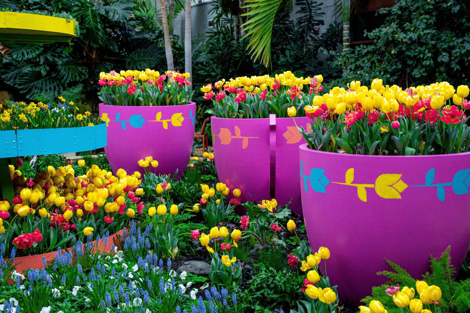 Tulips and Tea Exhibit in Hughes Conservatory Teacups