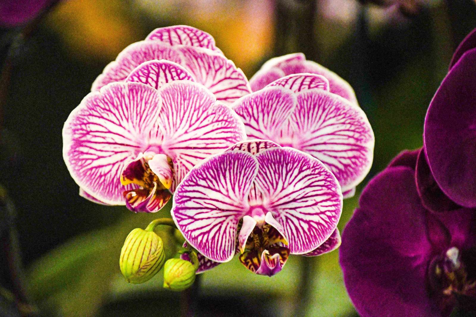 Orchid at Reiman Gardens Orchid Fest