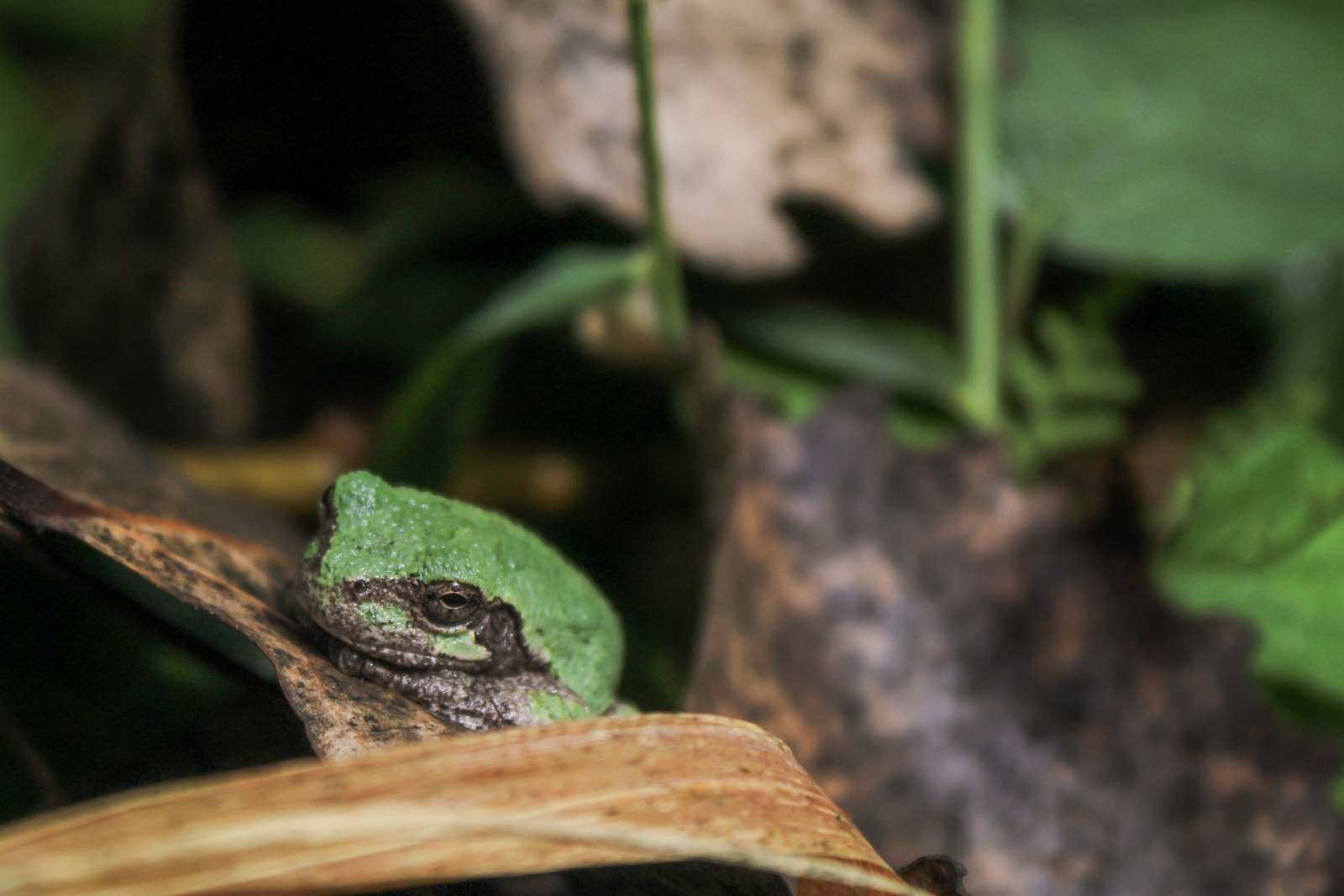 Photograph of small frog