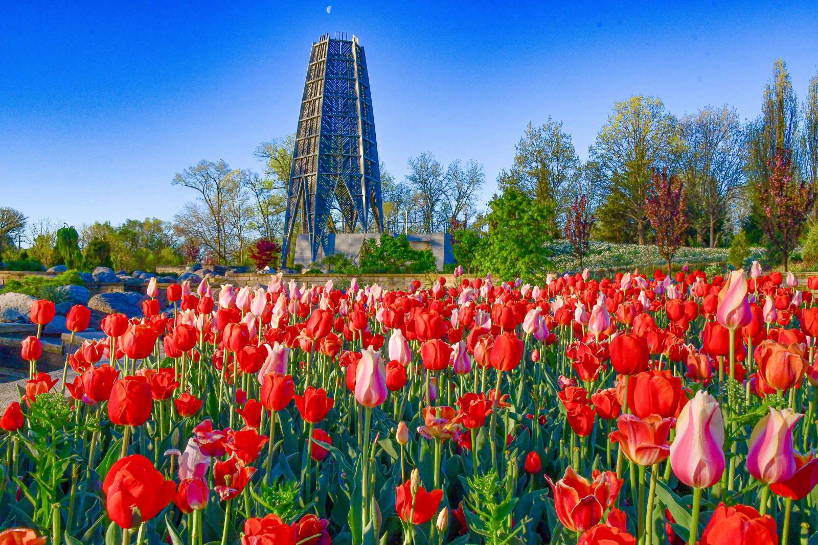 Spring tulips at Reiman Gardens