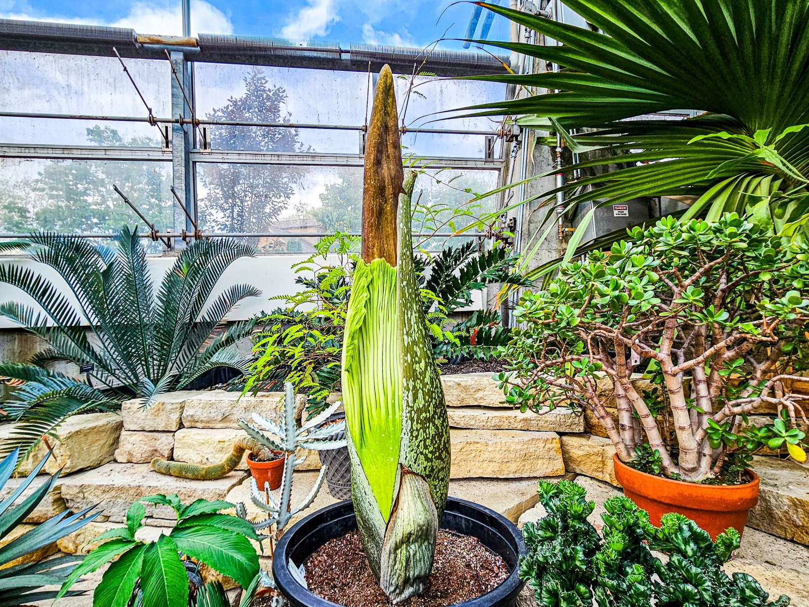 Stink Floyd Corpse Plant at Reiman Gardens