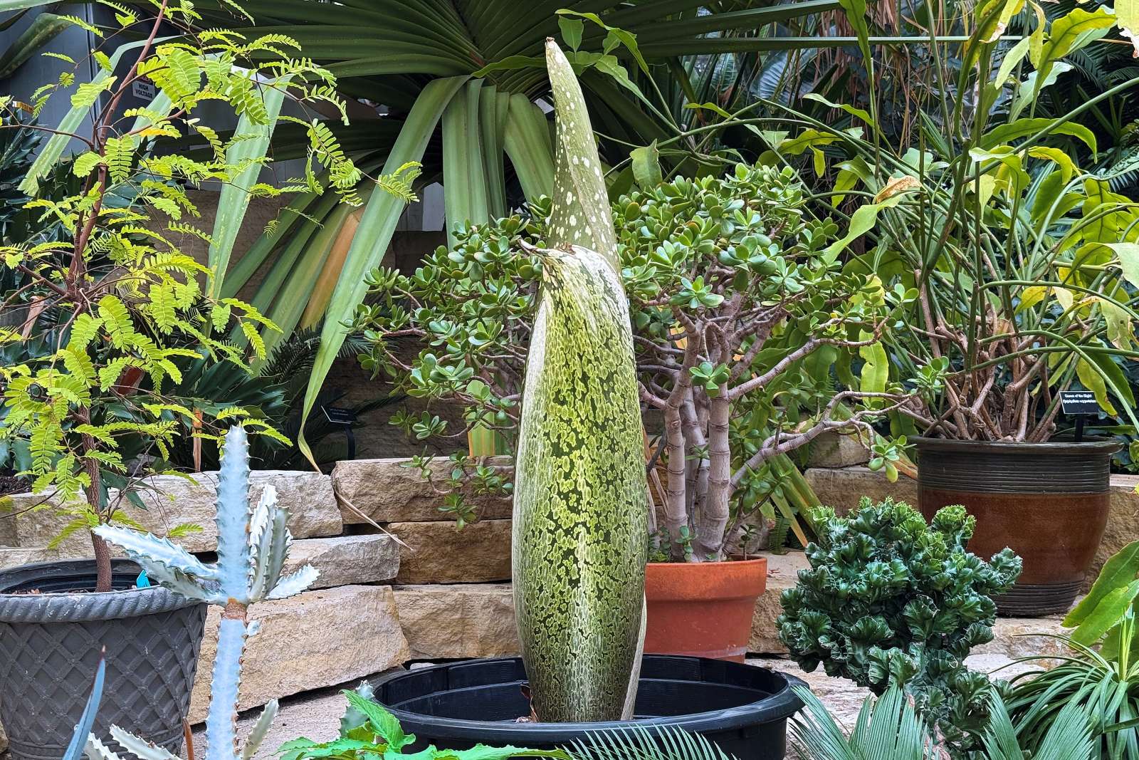 Corpse Flower plant in a tropical conservatory