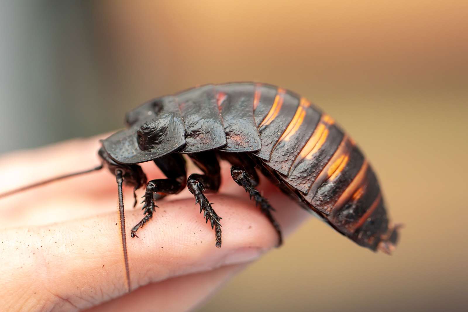 Hissing cockroach on someone's hand
