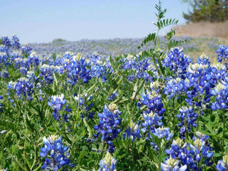 Texas wildflowers