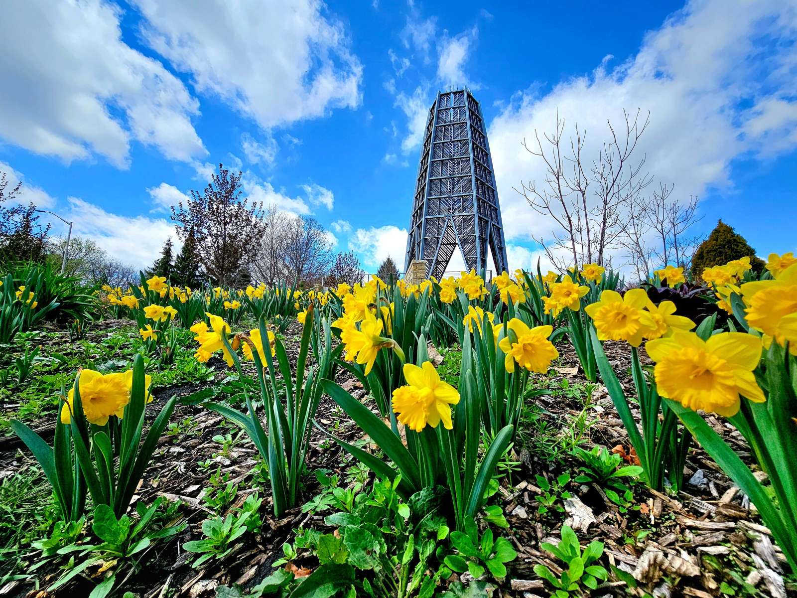 Sycamore Falls Tower and Dafodils Big and Small at Reiman Gardens