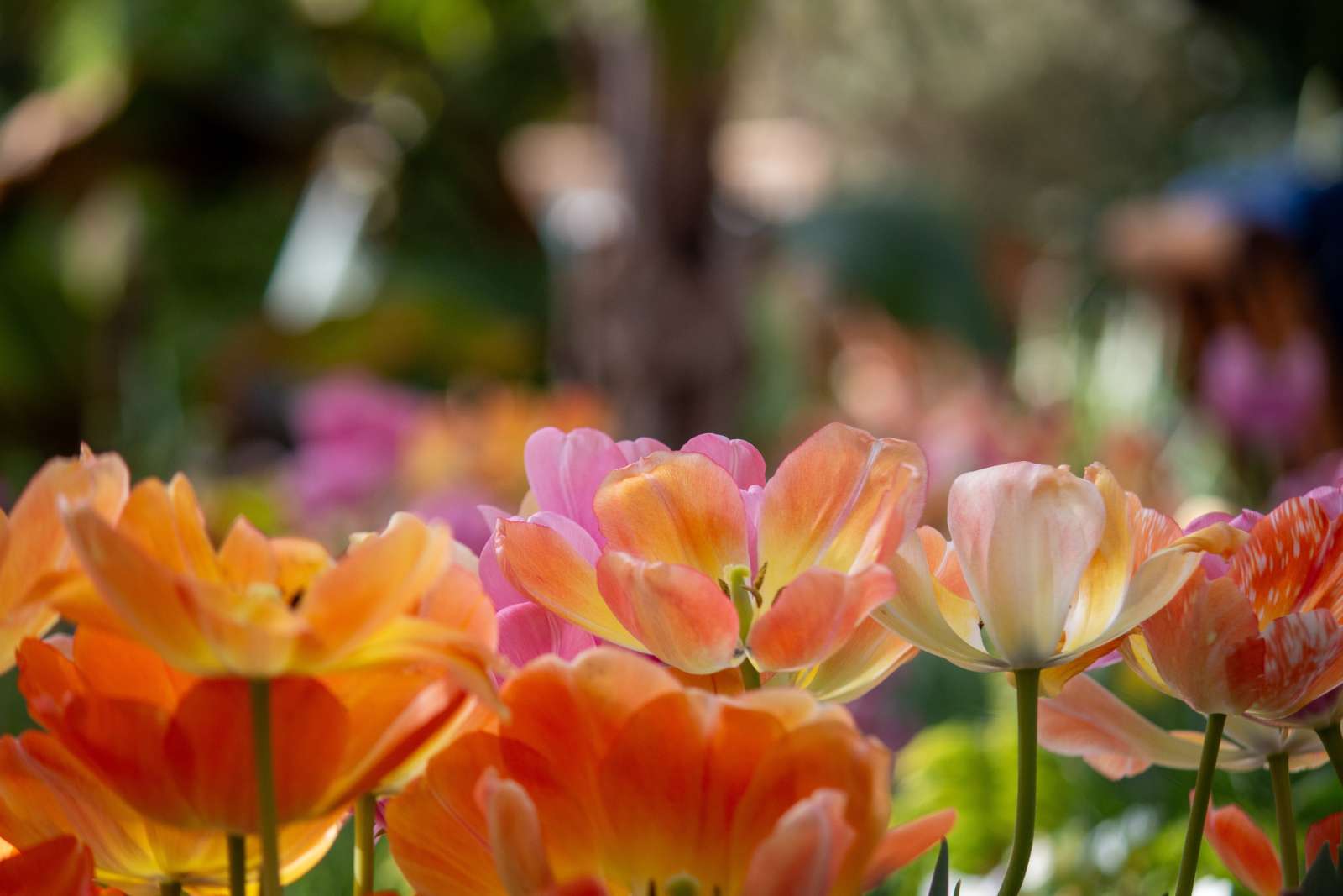 Tulips in the Conservatory