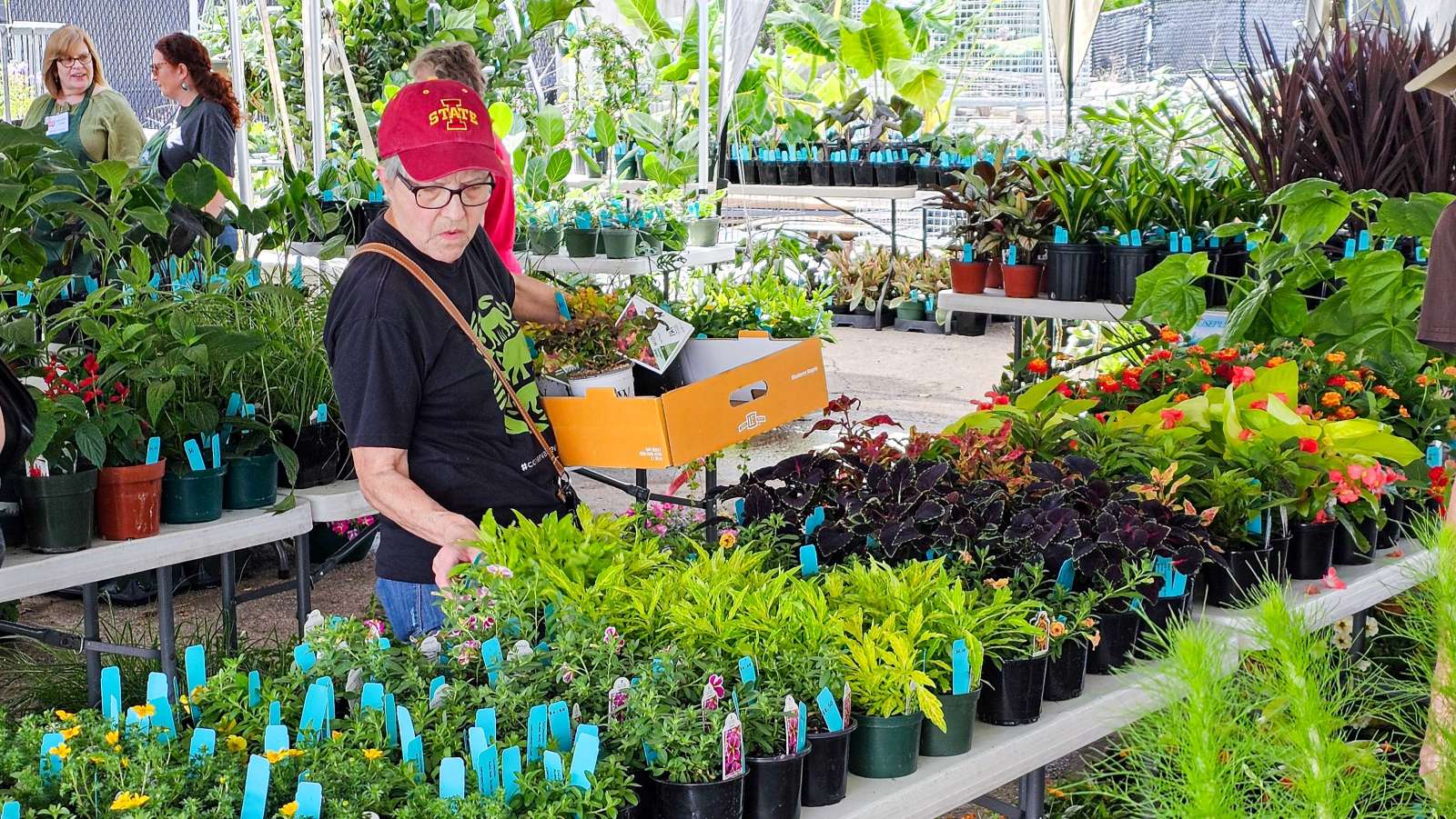 Woman shopping at a plant sale in a large tent