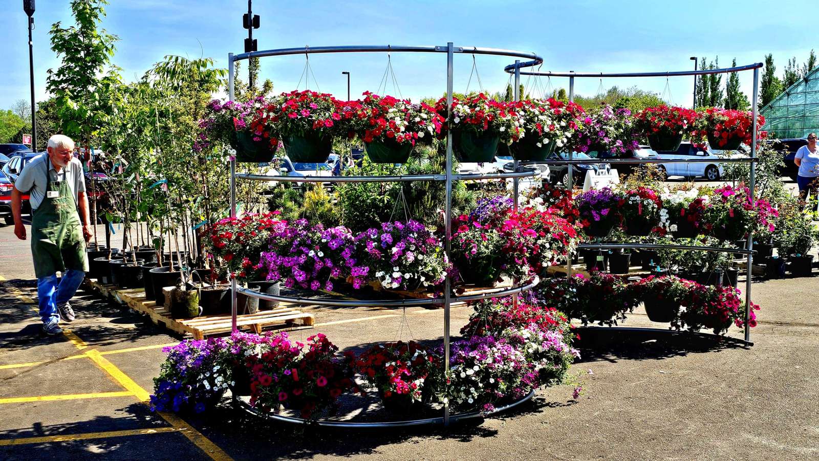 Colorful hanging plants arranged on racks for sale