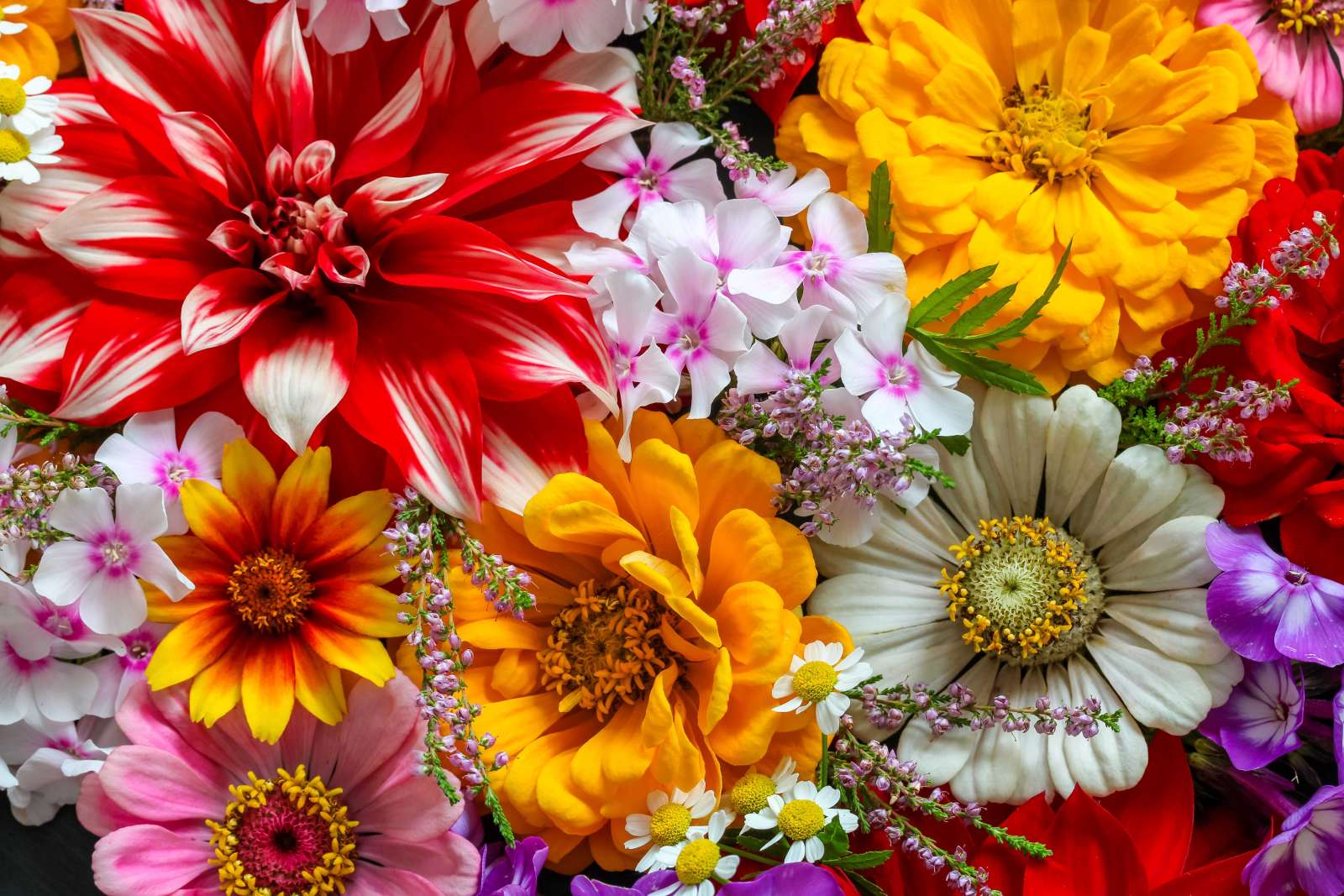 Close up of colorful flowers