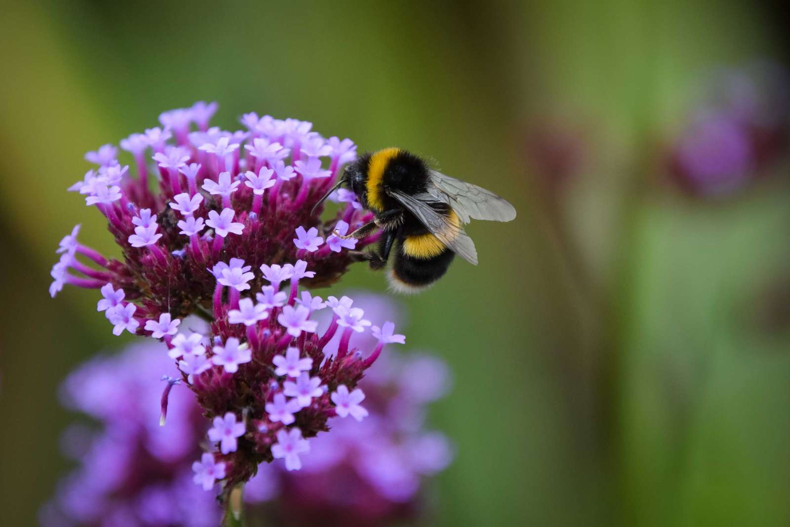 Bee sitting on purple flowers
