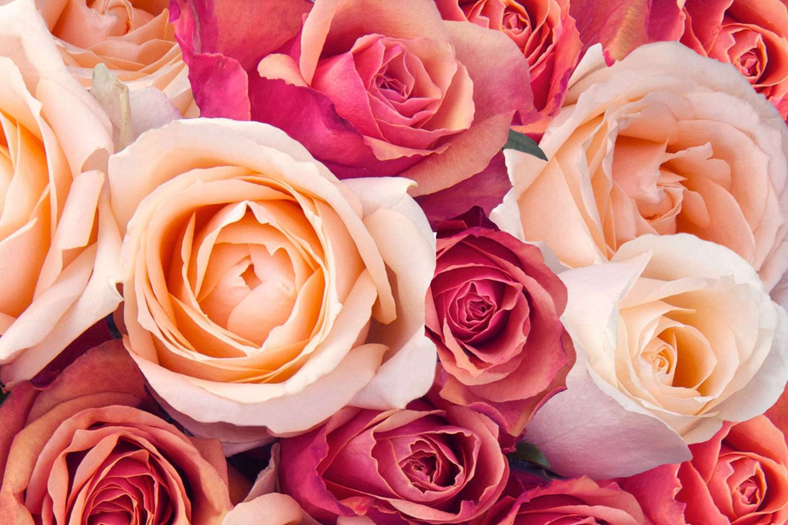 Close up of roses